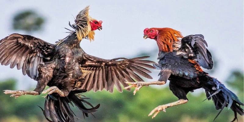 Kèo đá gà trực tiếp Kèo đá gà trực tiếp về cách đọc