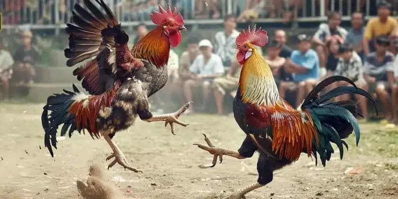 Kèo đá gà trực tiếp Kèo đá gà trực tiếp về lưu ý khi chơi