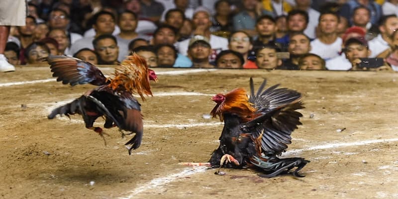 Đá gà 33win về tổng quan