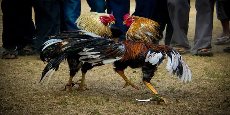 Đá gà 33win trong kinh nghiệm chơi